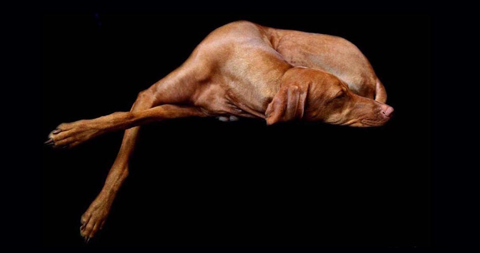 The Breed Project