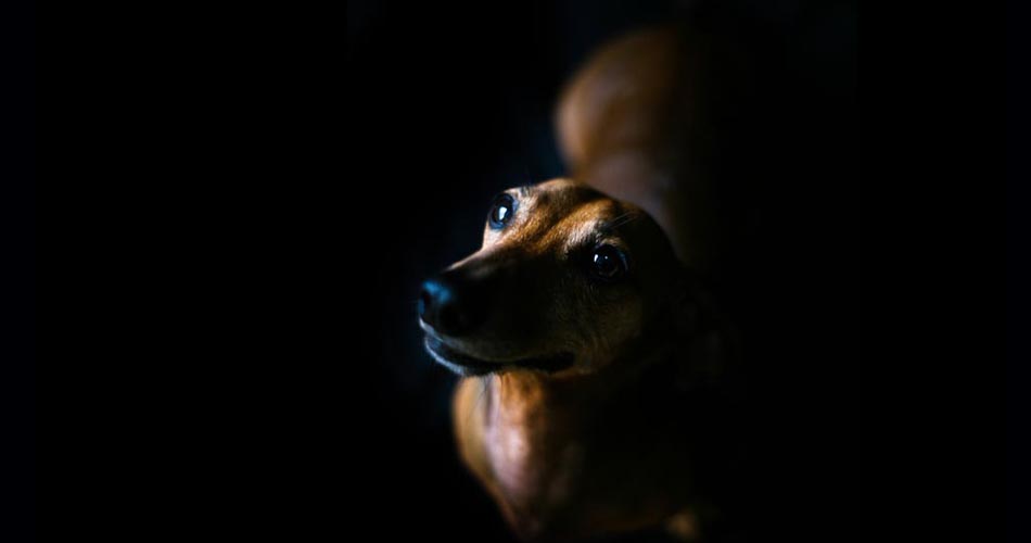 The Breed Project