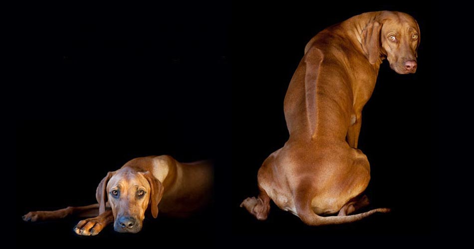 The Breed Project
