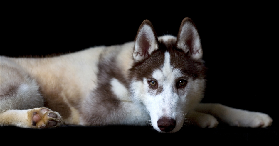 The Breed Project