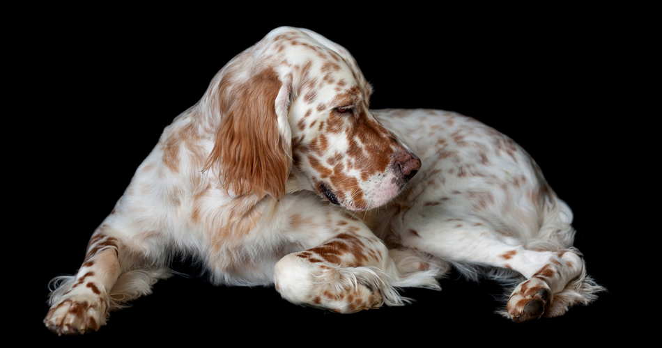 The Breed Project